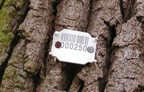 Bild Rechtssicherheit für Kommunen, die ordnungsgemäße Dokumentation der einen vorgenommenen Baumkontrolle ist wichtig
